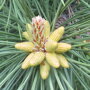 Pinus nigra 'Nigra' jonge kegels